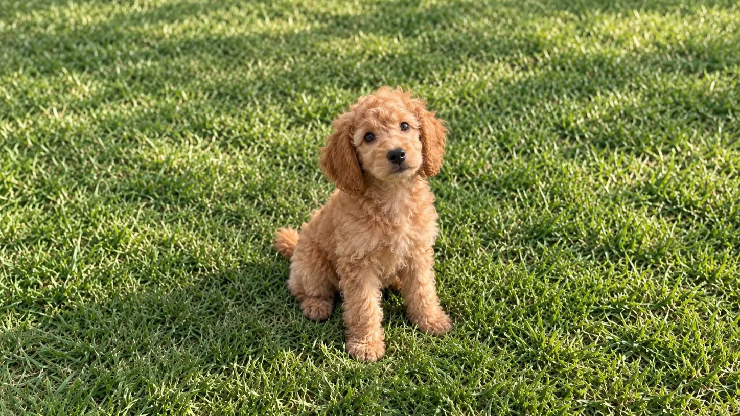 A goldendoodle puppy sitting out on the grass