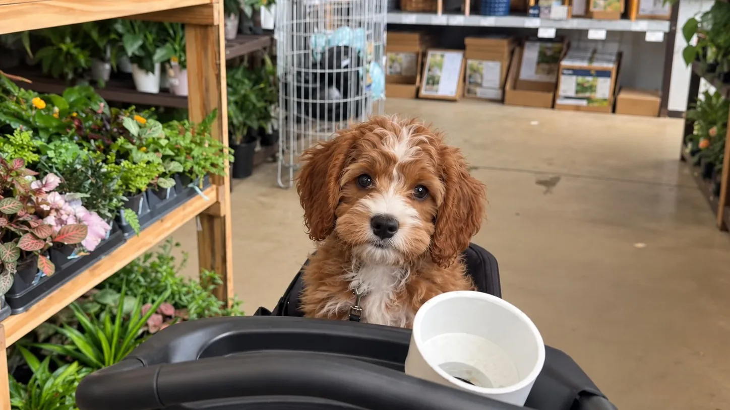 A cavapoo puppy riding in a stroller through a garden centre